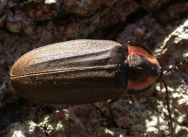 Winter Firefly